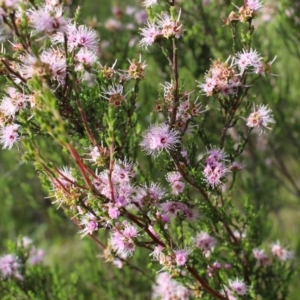 Kunzea parvifolia at Kambah, ACT - 28 Oct 2020 06:02 PM