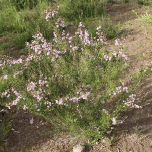 Kunzea parvifolia at Kambah, ACT - 28 Oct 2020