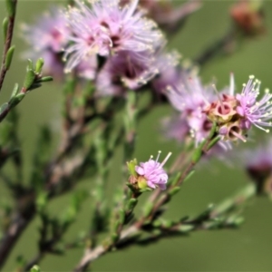 Kunzea parvifolia at Kambah, ACT - 28 Oct 2020 06:02 PM