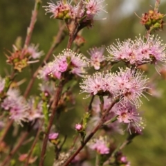 Kunzea parvifolia at Kambah, ACT - 28 Oct 2020 06:02 PM