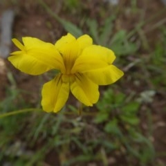 Goodenia pinnatifida (Scrambled Eggs) at Rugosa - 30 Oct 2020 by SenexRugosus