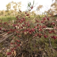 Dodonaea viscosa subsp. angustissima (Hop Bush) at Kambah, ACT - 28 Oct 2020 by Sarah2019