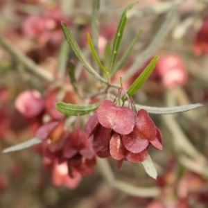 Dodonaea viscosa subsp. angustissima at Kambah, ACT - 28 Oct 2020 06:32 PM