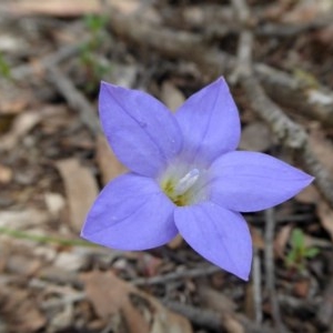 Wahlenbergia stricta subsp. stricta at Yass River, NSW - 30 Oct 2020