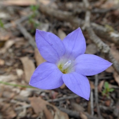 Wahlenbergia stricta subsp. stricta (Tall Bluebell) at Rugosa - 30 Oct 2020 by SenexRugosus
