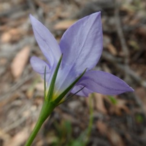 Wahlenbergia stricta subsp. stricta at Yass River, NSW - 30 Oct 2020