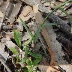 Wahlenbergia stricta subsp. stricta at Yass River, NSW - 30 Oct 2020