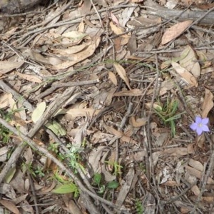 Wahlenbergia stricta subsp. stricta at Yass River, NSW - 30 Oct 2020