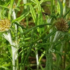 Euchiton involucratus (Star Cudweed) at Hall, ACT - 30 Oct 2020 by trevorpreston