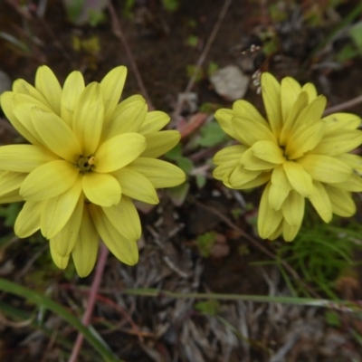 Arctotheca calendula (Capeweed, Cape Dandelion) at Rugosa - 30 Oct 2020 by SenexRugosus