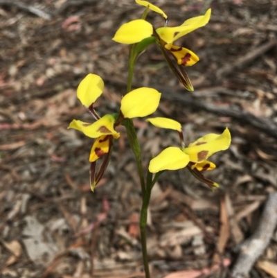 Diuris sulphurea (Tiger Orchid) at Bruce, ACT - 30 Oct 2020 by Wen