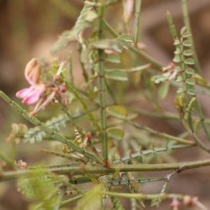 Indigofera adesmiifolia at Kambah, ACT - 28 Oct 2020 07:09 PM