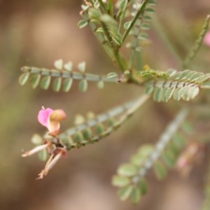 Indigofera adesmiifolia at Kambah, ACT - 28 Oct 2020 07:09 PM