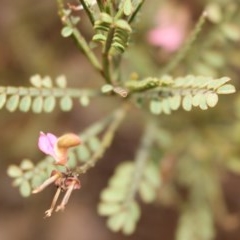 Indigofera adesmiifolia at Kambah, ACT - 28 Oct 2020 07:09 PM