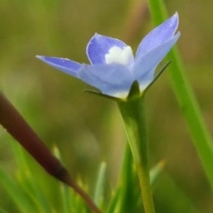 Wahlenbergia multicaulis at Hall, ACT - 30 Oct 2020 03:43 PM