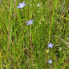 Wahlenbergia multicaulis at Hall, ACT - 30 Oct 2020 03:43 PM