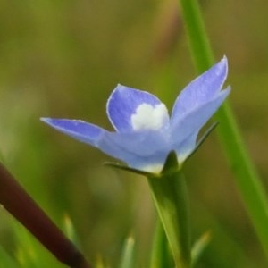 Wahlenbergia multicaulis at Hall, ACT - 30 Oct 2020 03:43 PM