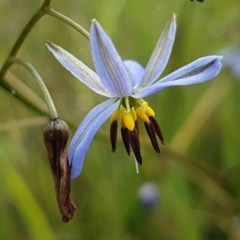 Dianella revoluta var. revoluta (Black-Anther Flax Lily) at Hall, ACT - 30 Oct 2020 by tpreston