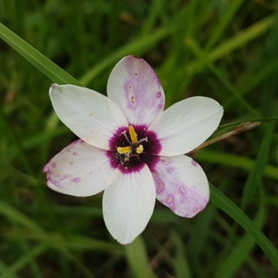 Ixia maculata (Spotted African Corn Lily, Yellow Ixia) at Hall, ACT - 30 Oct 2020 by trevorpreston