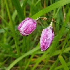 Ixia maculata at Hall, ACT - 30 Oct 2020