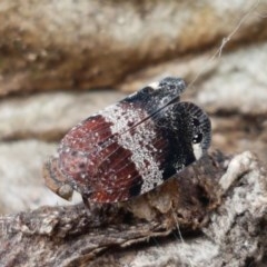 Platybrachys sp. (genus) (A gum hopper) at Hall Cemetery - 30 Oct 2020 by tpreston