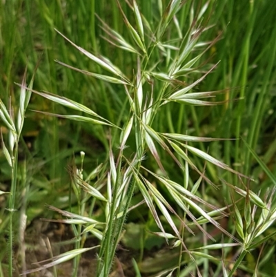 Rytidosperma sp. (Wallaby Grass) at Hall, ACT - 30 Oct 2020 by trevorpreston