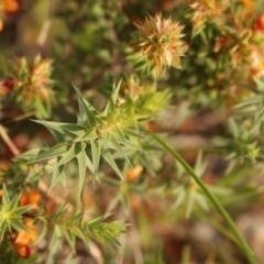 Pultenaea procumbens at Kambah, ACT - 28 Oct 2020 06:17 PM