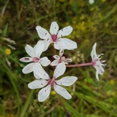 Burchardia umbellata (Milkmaids) at Hall, ACT - 30 Oct 2020 by tpreston