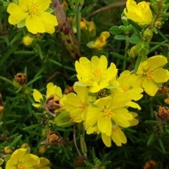 Hibbertia calycina (Lesser Guinea-flower) at Hall, ACT - 30 Oct 2020 by tpreston