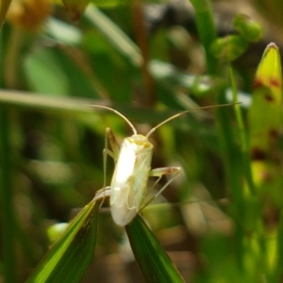 Miridae (family) (Unidentified plant bug) at Hall, ACT - 30 Oct 2020 by trevorpreston