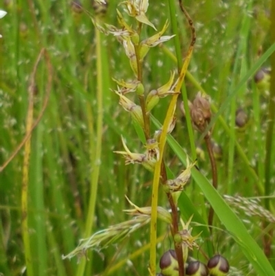 Paraprasophyllum petilum (Tarengo Leek Orchid) by trevorpreston