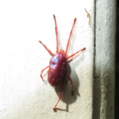 Rainbowia sp. (genus) (A mite) at Flynn, ACT - 30 Oct 2020 by Christine