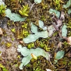 Riccia sp. (genus) (Liverwort) at Hall, ACT - 30 Oct 2020 by tpreston