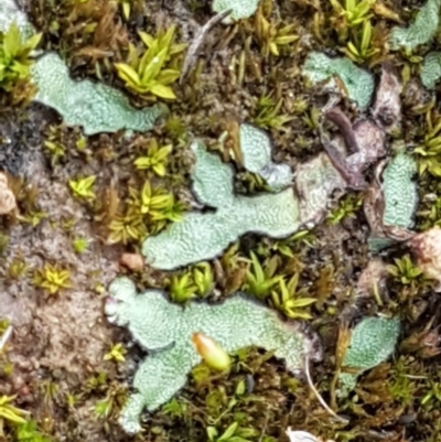 Riccia sp. (genus) (Liverwort) at Hall Cemetery - 30 Oct 2020 by tpreston