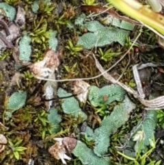 Riccia sp. (genus) at Hall, ACT - 30 Oct 2020