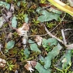 Riccia sp. (genus) at Hall, ACT - 30 Oct 2020