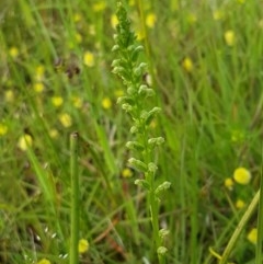 Microtis sp. (Onion Orchid) at Hall, ACT - 30 Oct 2020 by trevorpreston