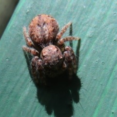 Servaea incana (Hoary Servaea) at Flynn, ACT - 30 Oct 2020 by Christine