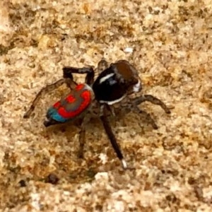 Maratus pavonis at Griffith, ACT - suppressed