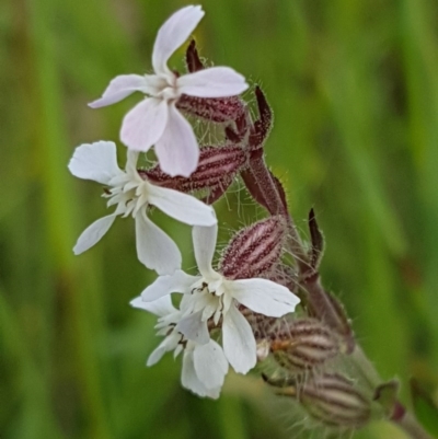 Silene gallica var. gallica (French Catchfly) at Hall, ACT - 30 Oct 2020 by trevorpreston