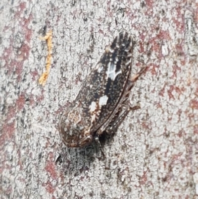 Macroceps tonnoiri (Flat-head Leafhopper) at Hall, ACT - 30 Oct 2020 by trevorpreston