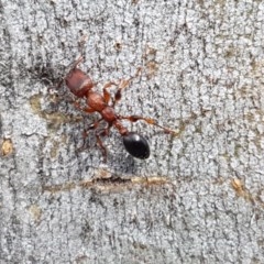 Podomyrma gratiosa (Muscleman tree ant) at Hall Cemetery - 30 Oct 2020 by tpreston