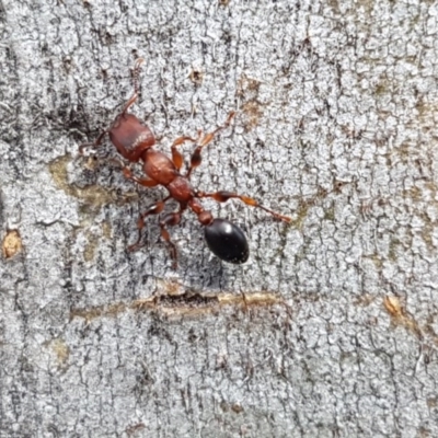 Podomyrma gratiosa (Muscleman tree ant) at Hall Cemetery - 30 Oct 2020 by tpreston