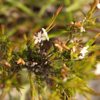 Leucopogon virgatus (Common Beard-heath) at Kambah, ACT - 28 Oct 2020 by Sarah2019