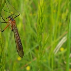 Harpobittacus australis (Hangingfly) at Hall, ACT - 30 Oct 2020 by trevorpreston