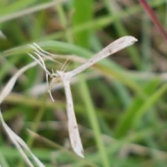 Pterophoridae (family) (A Plume Moth) at Hall, ACT - 30 Oct 2020 by trevorpreston