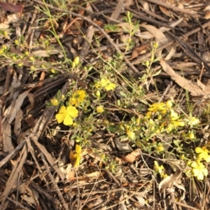 Hibbertia obtusifolia at Kambah, ACT - 28 Oct 2020 06:35 PM