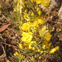 Hibbertia obtusifolia at Kambah, ACT - 28 Oct 2020