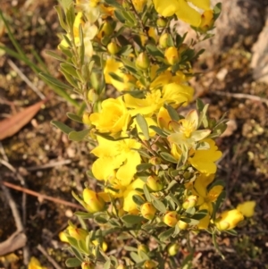 Hibbertia obtusifolia at Kambah, ACT - 28 Oct 2020 06:35 PM