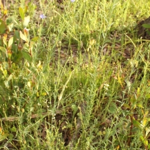 Linum marginale at Kambah, ACT - 28 Oct 2020